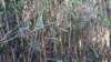 _142649_small.jpg