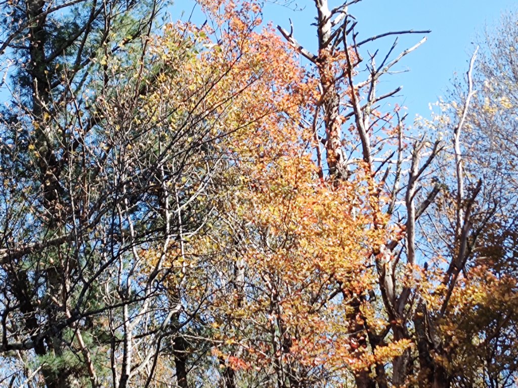 img_20251101_124041187.jpg