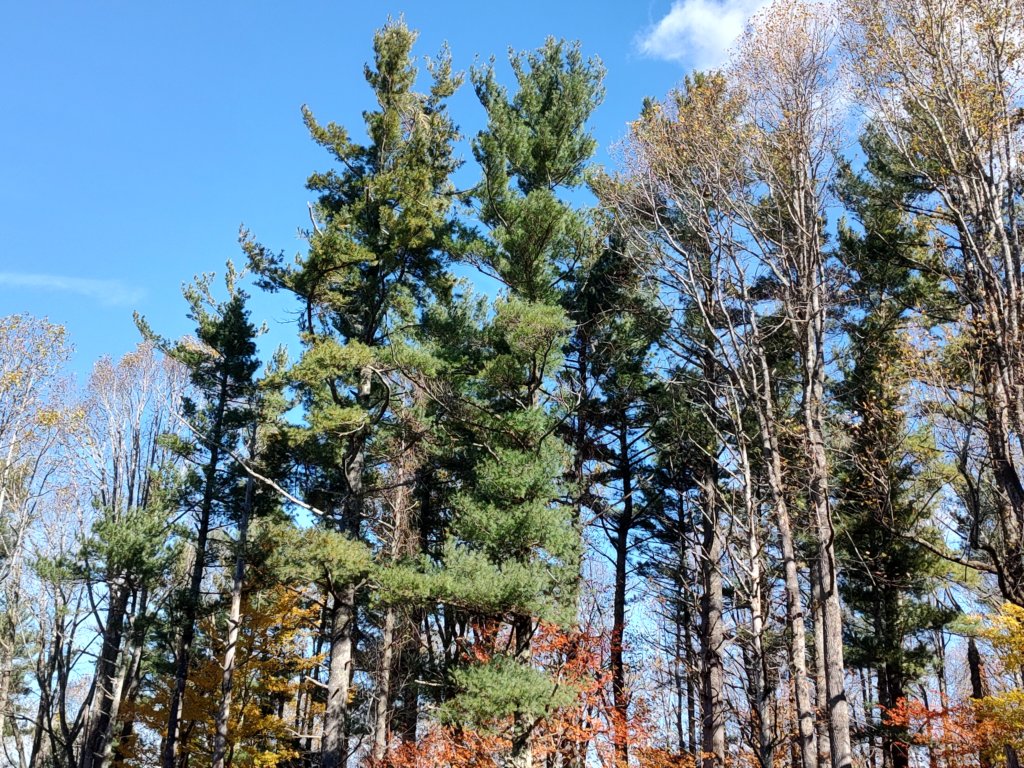 img_20251101_124101227_hdr.jpg