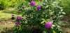 _105845_small.jpg