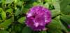 _105906_small.jpg