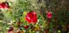 _171550_small.jpg