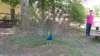 _133458_small.jpg