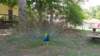_133501_small.jpg