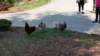 _134327_small.jpg