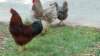 _134337_small.jpg