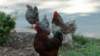 _134353_small.jpg