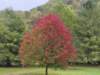 redmaple_10112026_small.jpg