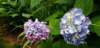 _163019_small.jpg