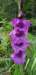 _134421_small.jpg