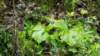 _115046_small.jpg
