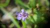 _171307_small.jpg