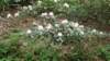 _155124_small.jpg