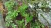 _092454_small.jpg