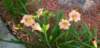 _085838_small.jpg